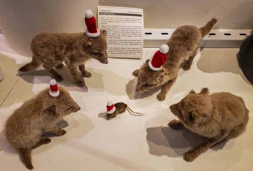 natural history museum of Kopavagur, Iceland display of taxidermy foxes with santa hats for christmas