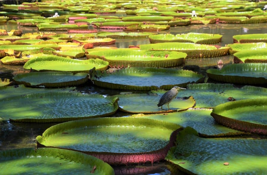 Why Do Floating Plants Have A Waxy Coating Water Garden Central Why Do Floating Plants Have A Waxy Coating Water Garden Central
