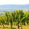 tokaj