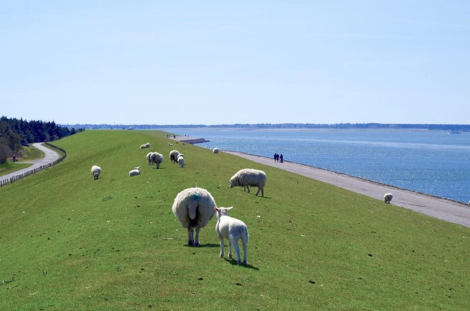 Nord- und Ostsee - Nordsee Deich Schafe