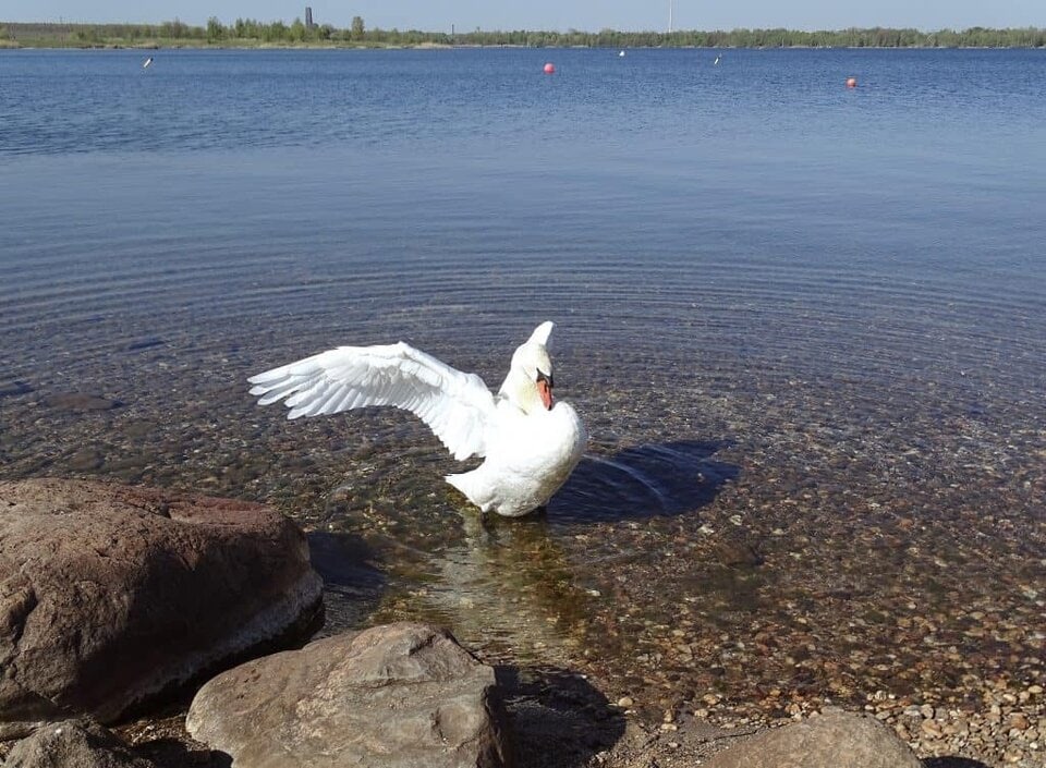 Baden im Cospudener See - einer der schönsten Badeseen Deutschlands