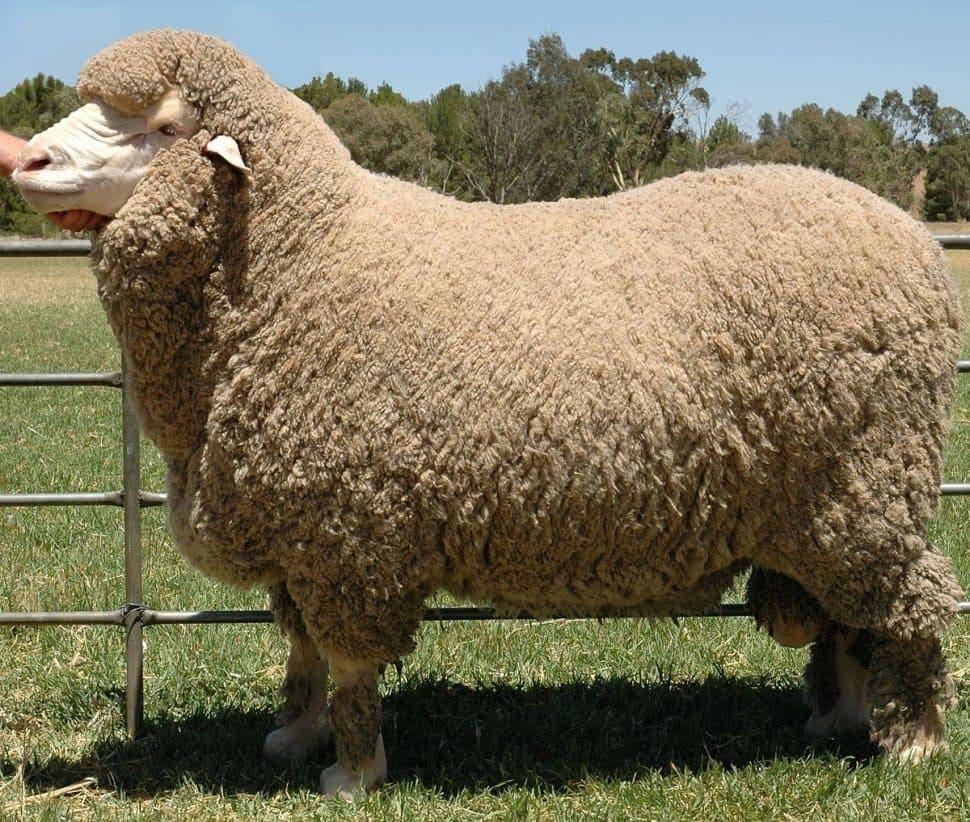 domba merino