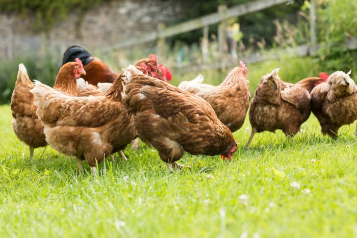 Mack Land LLC - Chickens in the Garden