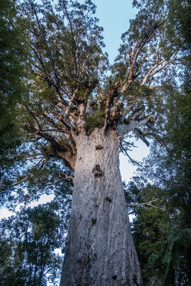 How to visit the giant Kauri Trees in Waipoua Forest responsibly