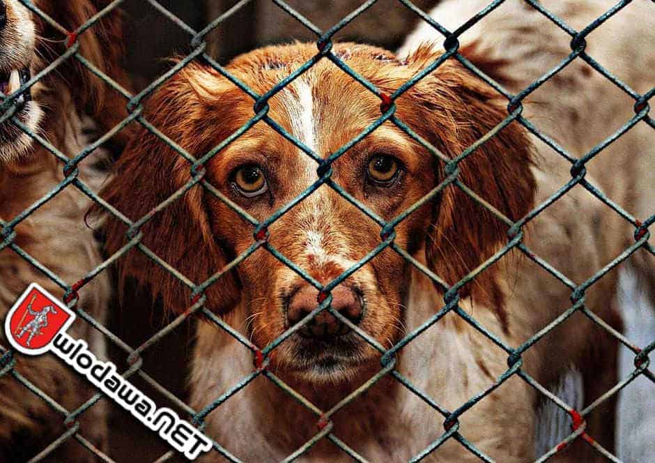 Włodawa: Ile kosztuje miasto Włodawę hycel z Chełma? Wydarzenia z miasta Włodawa oraz powiat i gminy Polesie Zachodnie na Sygnale 