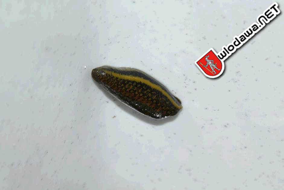 Granica: 14 kg pijawek w bagażu ukraińskiego kuriera, a miały być to robaki Wydarzenia z miasta Włodawy powiat włodawskiego i gminy Włodawa oraz Polesie Zachodnie na Sygnale i 24 na dobę