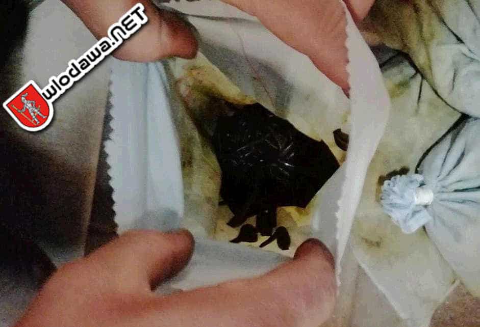 Granica: 14 kg pijawek w bagażu ukraińskiego kuriera, a miały być to robaki Wydarzenia z miasta Włodawy powiat włodawskiego i gminy Włodawa oraz Polesie Zachodnie na Sygnale i 24 na dobę