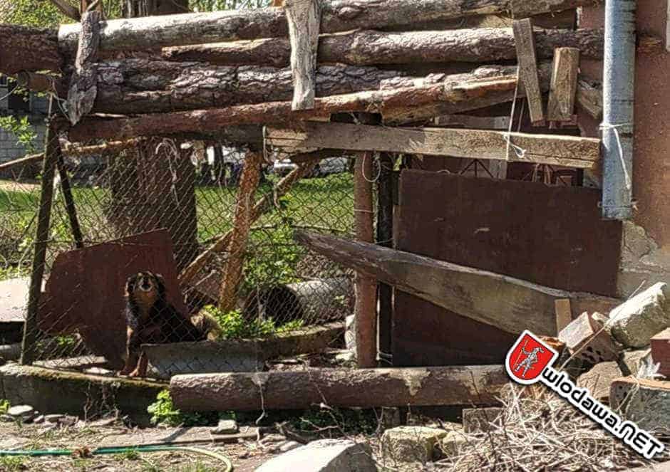 Biała Podlaska: Dwa psy bez opieki pogryzły 10-letniego chłopca Wydarzenia z miasta Włodawy powiat włodawskiego i gminy Włodawa oraz Polesie Zachodnie na Sygnale i 24 na dobę