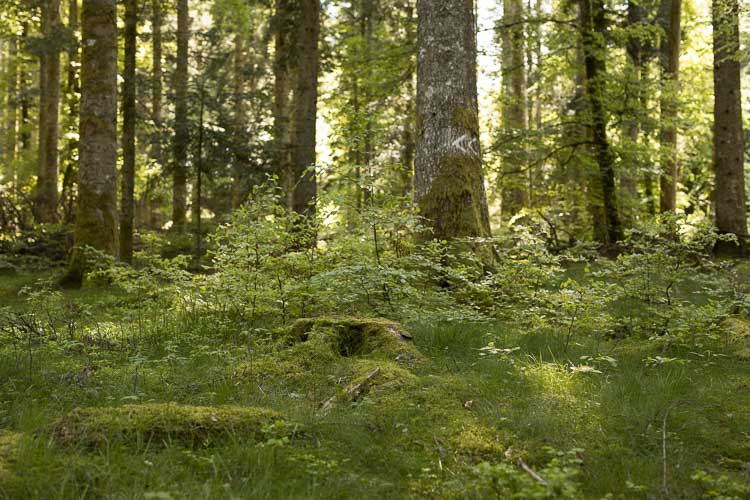 forêt triangle exposition