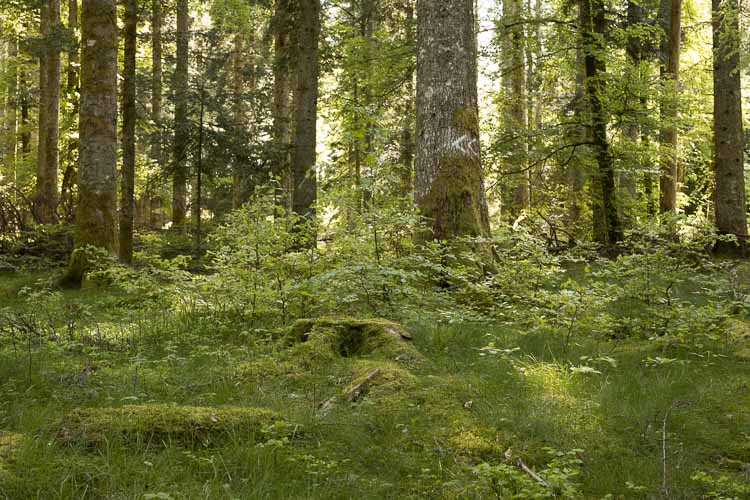 forêt triangle exposition