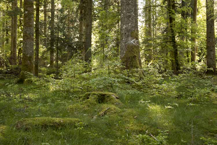 forêt triangle exposition