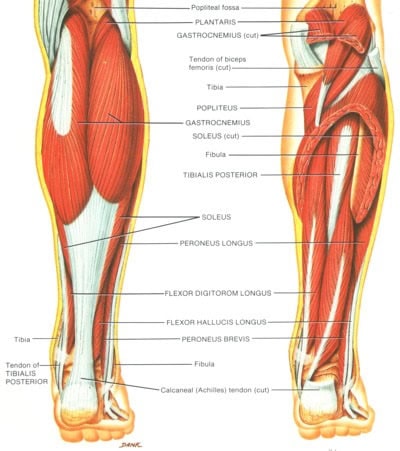 Calf Anatomy