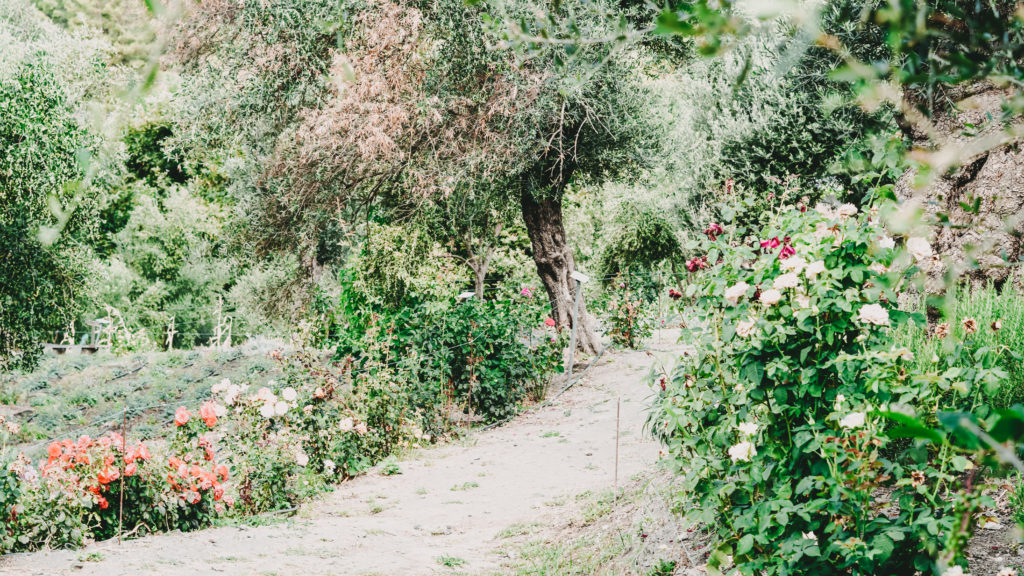 ein Trampelpfad durch einen grünen Garten voller Käuterbüsche