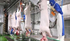 Lò mổ gia súc là một nguồn nước tahir giàu chất hữu cơ