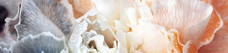 Home_valori_2