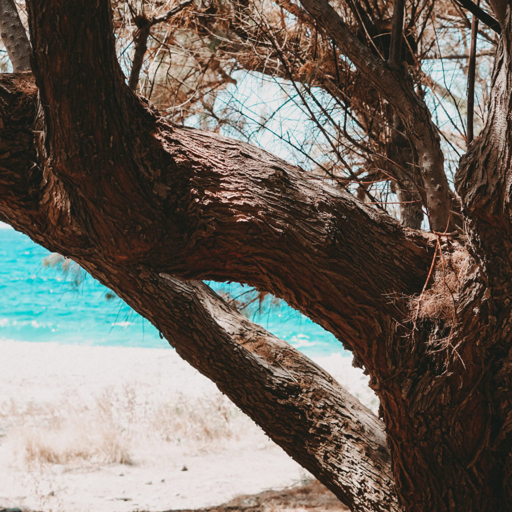 Blick durch die Äste eines Baumes an einem Strand von Kreta