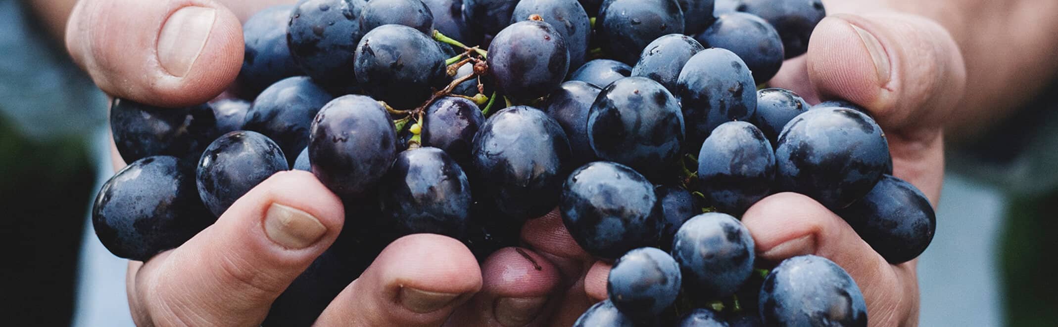Handful of grapes