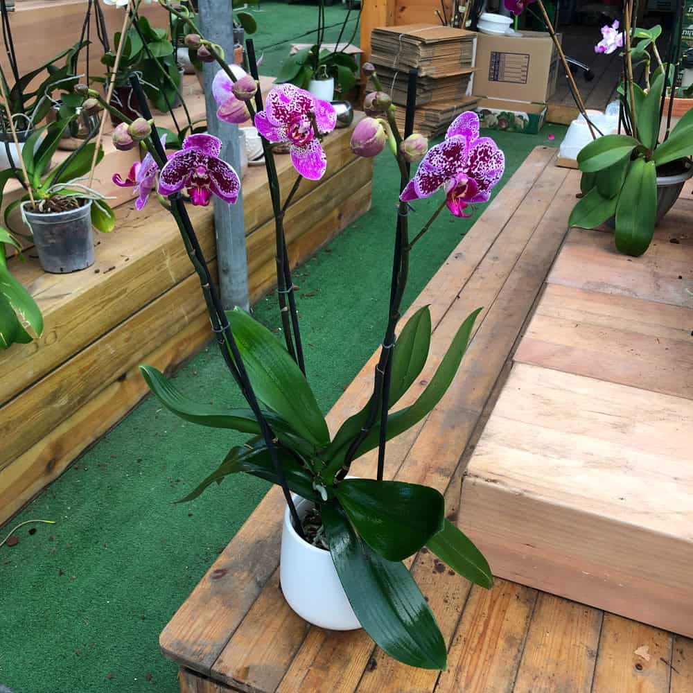 סחלב פלנופסיס - 3 ענפים כולל כלי קרמיקה