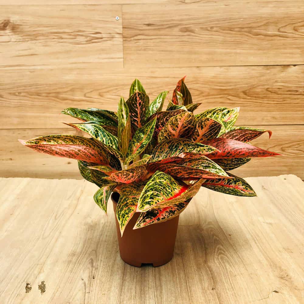 אגלונמה ווידורי