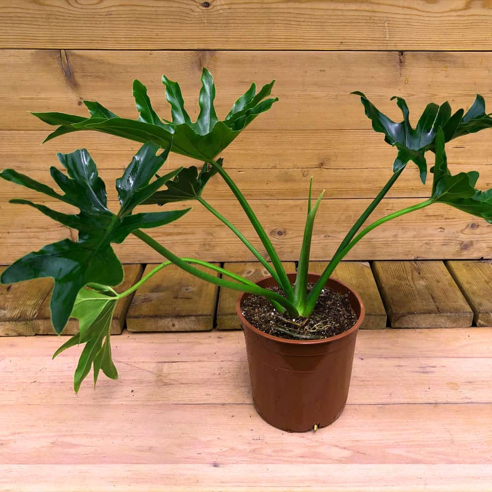 פילודנדרון ביפי