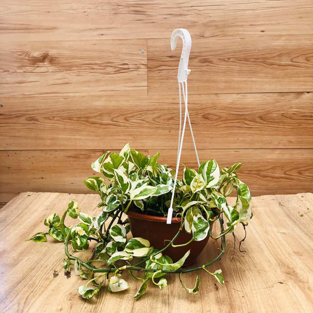 פוטוס מגוון לתלייה (אנג'וי)