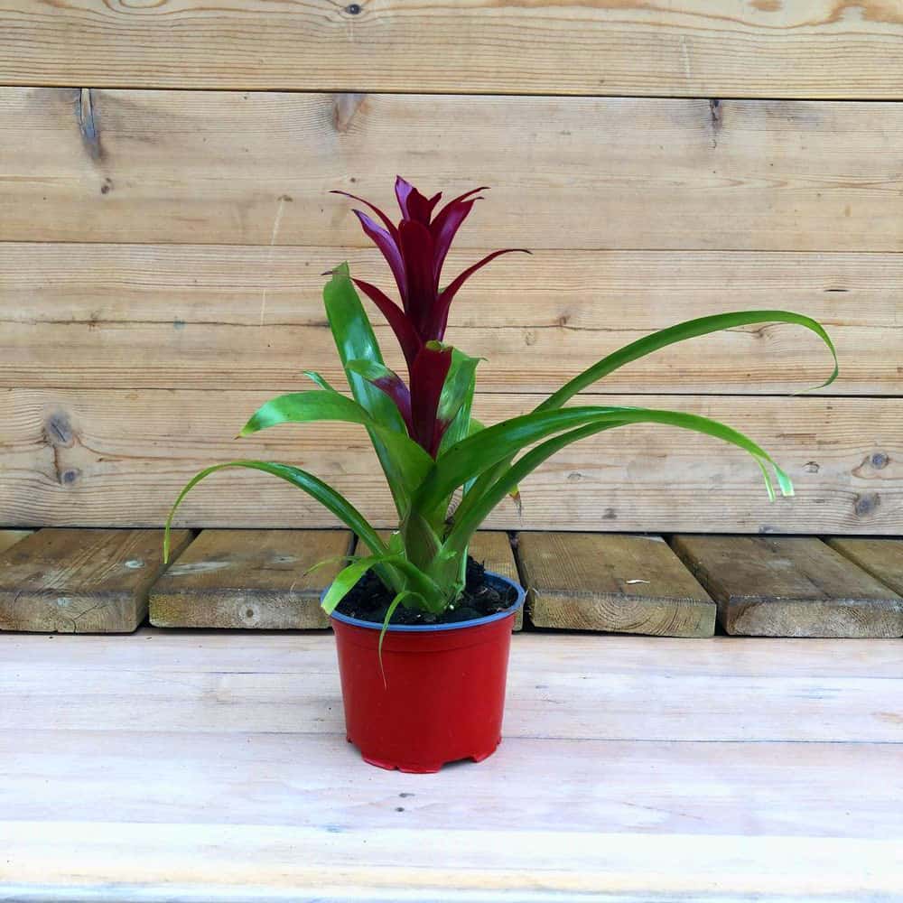 גוזמניה קטן