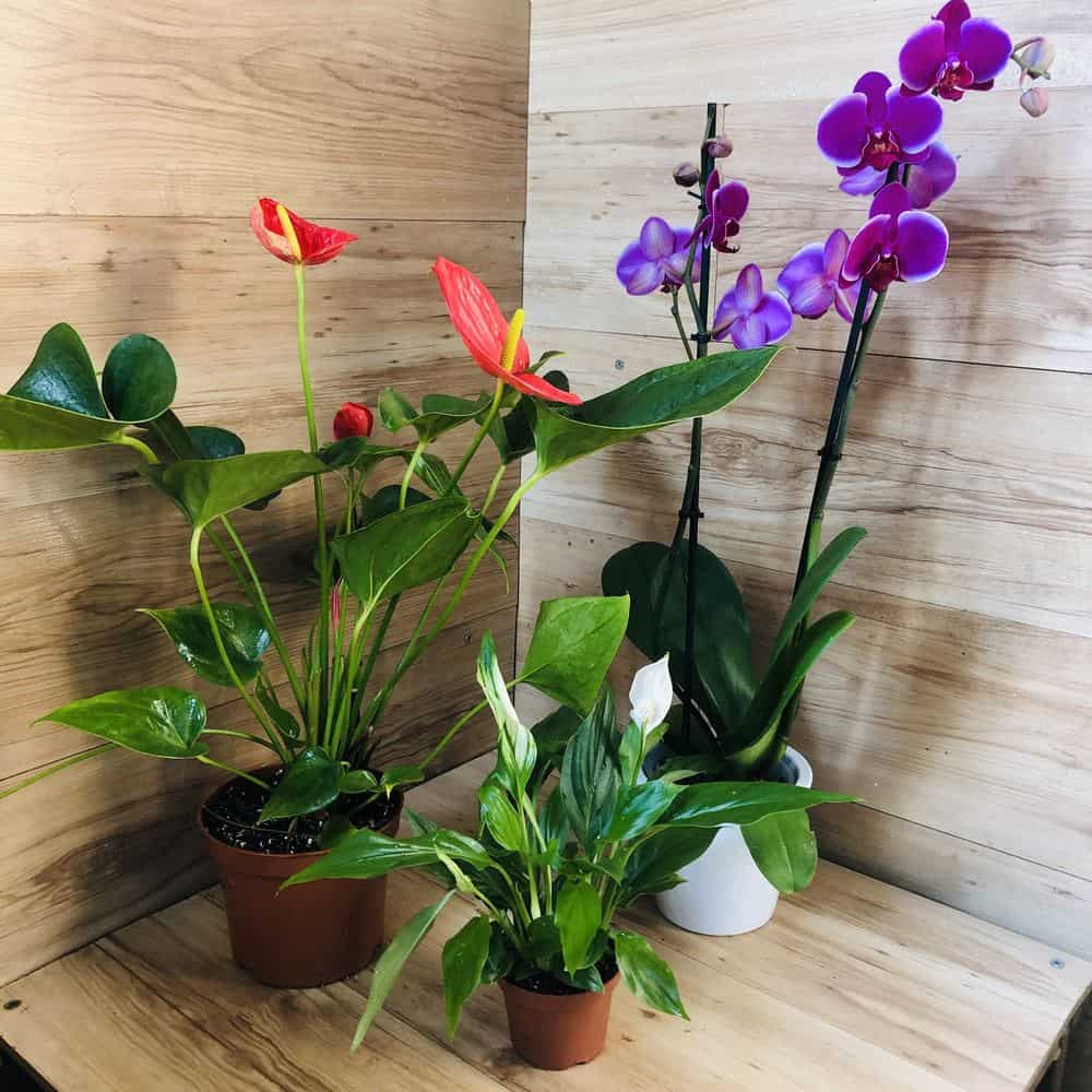 חבילה "צבעונית"