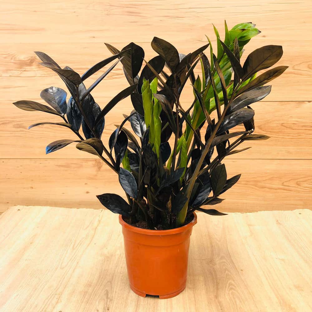 זמיה שחורה Black Raven