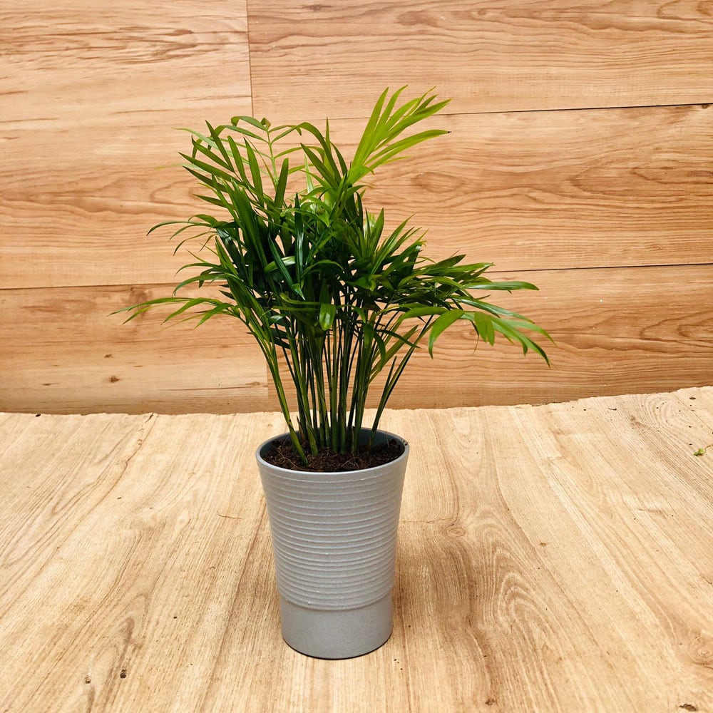 דקל חמדוריאה קטן