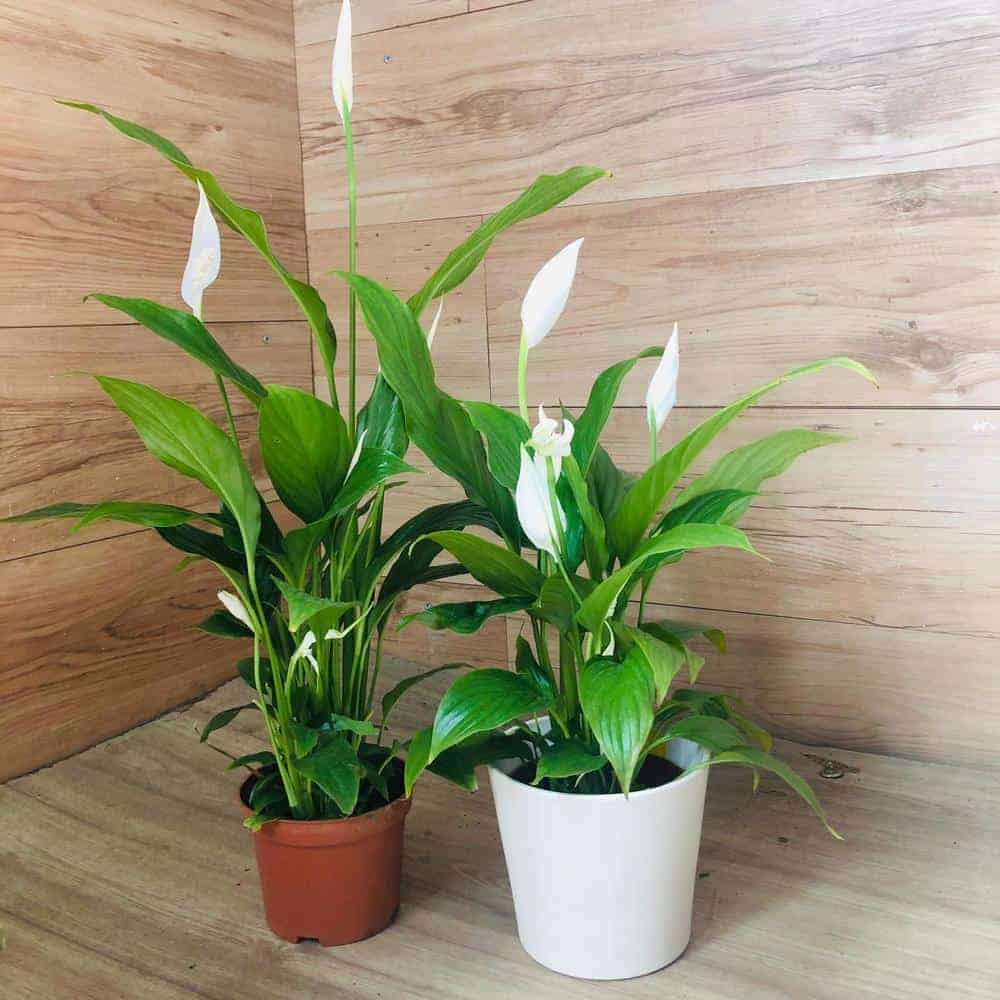 ספטיפיליום קטן