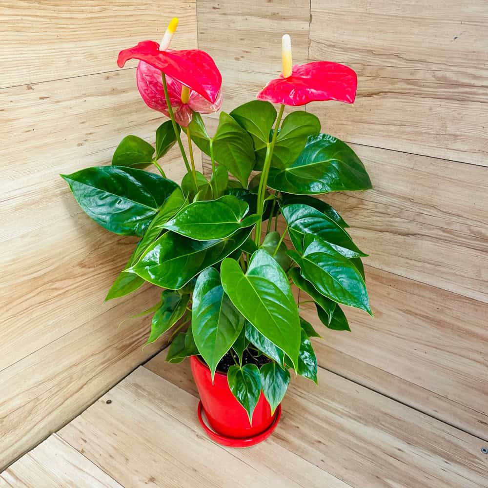 אנטוריום בינוני בכלי קרמיקה