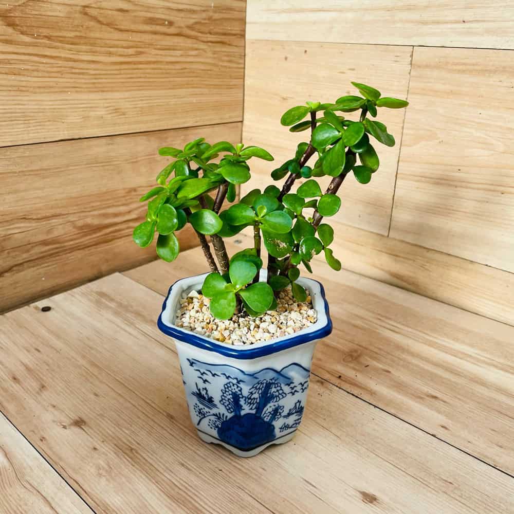 עץ הכסף פורטולקריה בכלי קרמיקה