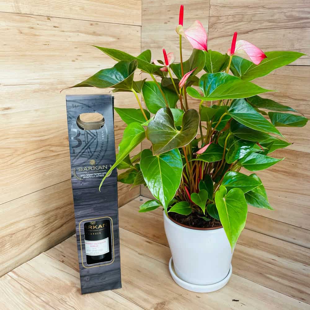 אנטוריום בינוני בכלי קרמיקה + בקבוק יין