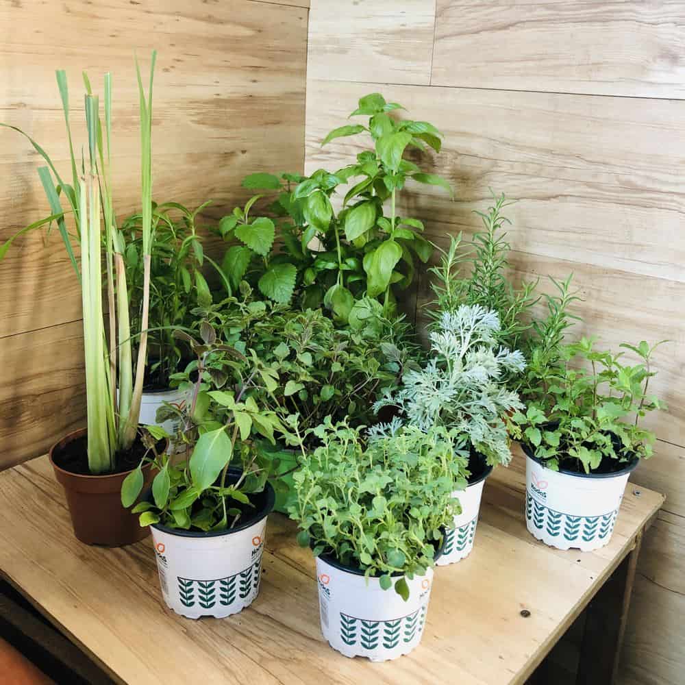 חבילת "תבלין אקספרס"