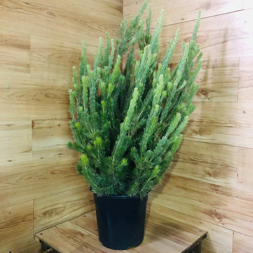 אדננטוס - עציץ 24 ס"מ