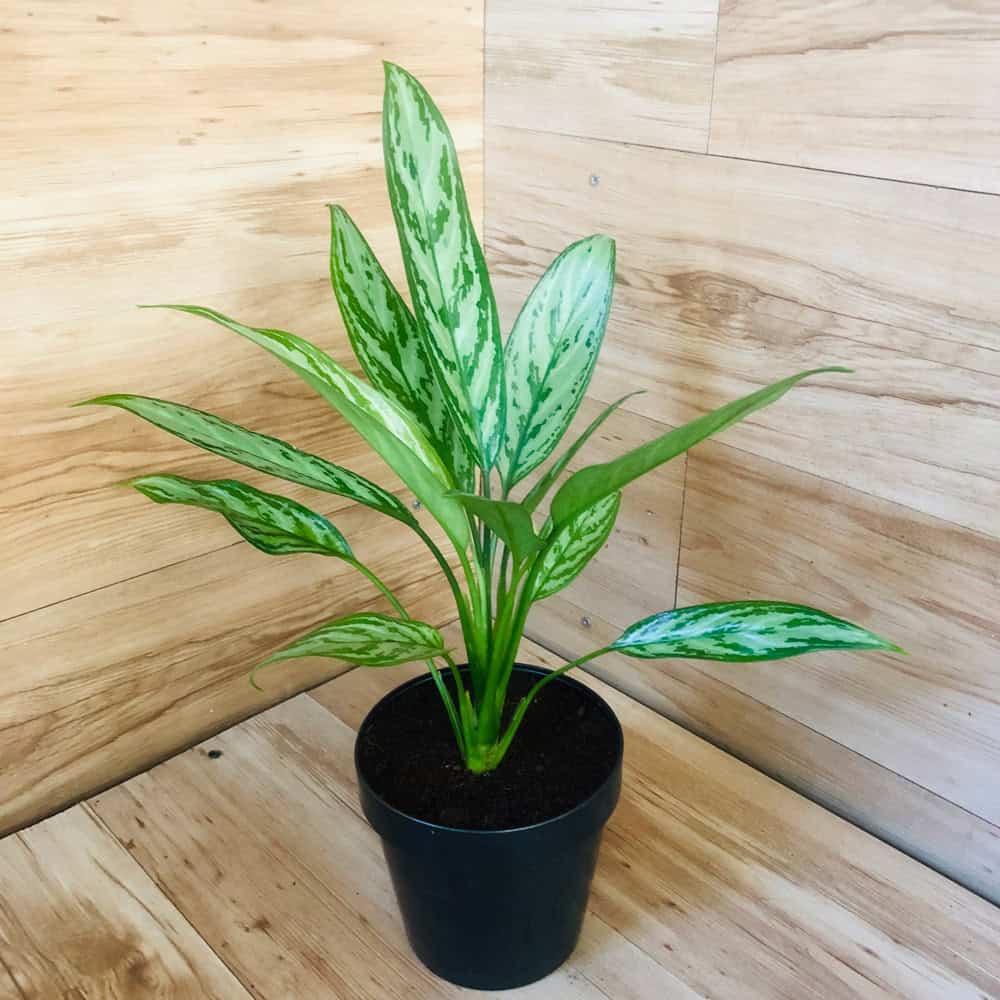 אגלונמה סילבר קווין