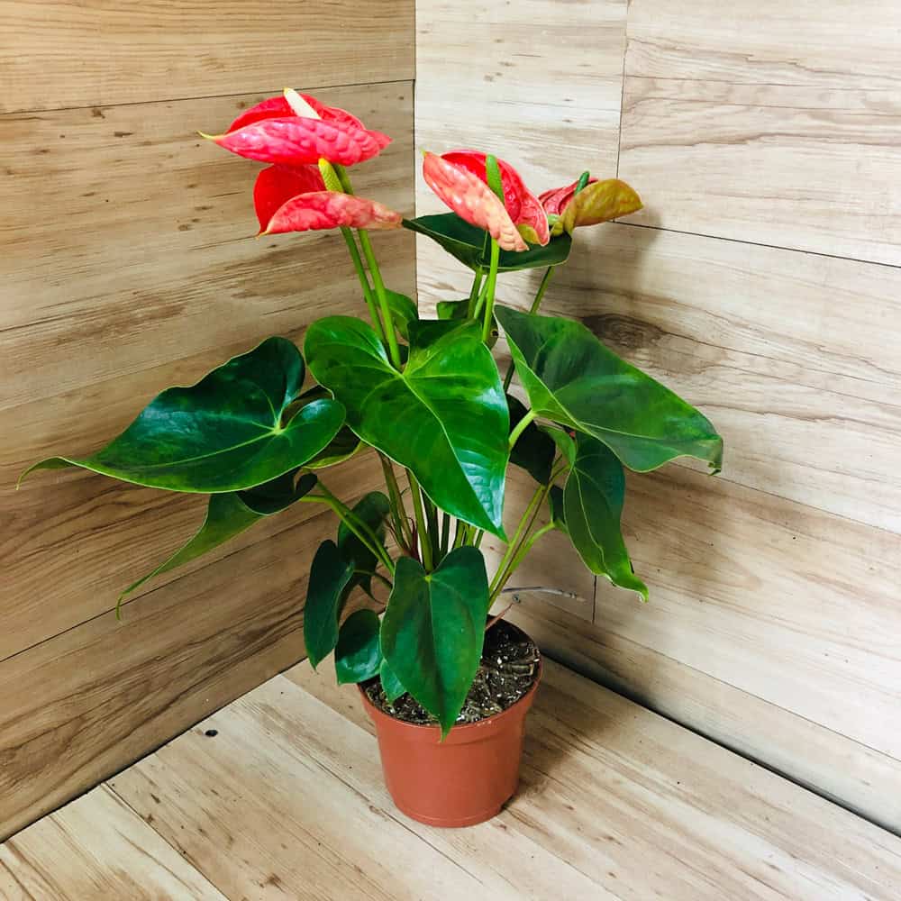 אנטוריום - עציץ 15 ס"מ