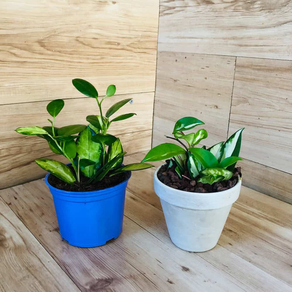 בת שבע (הויה)