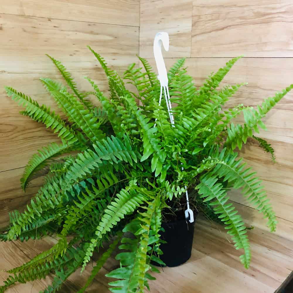 שרך בוסטון לתלייה