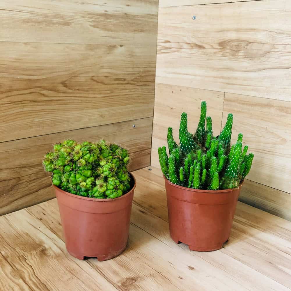 קקטוס - עציץ 15 ס"מ