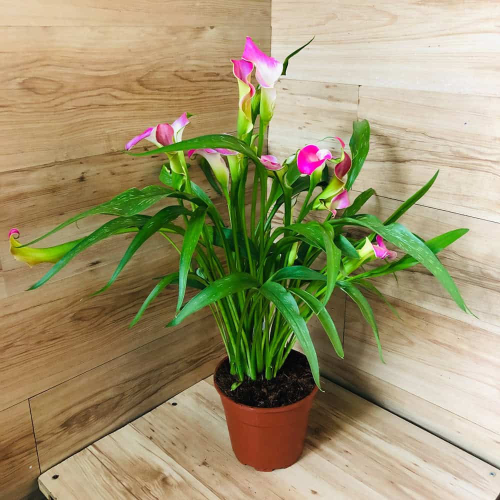 קלה צבעונית (קאלה)