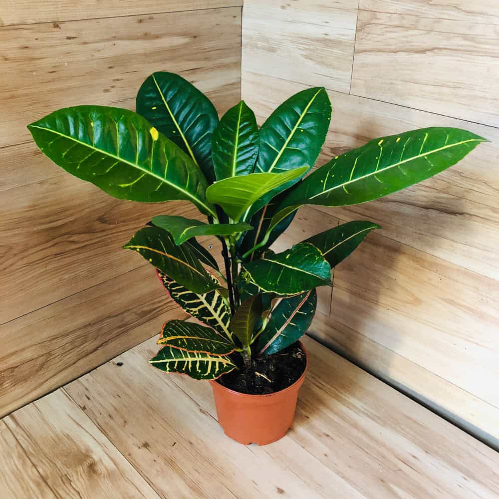 קרוטון פטרה