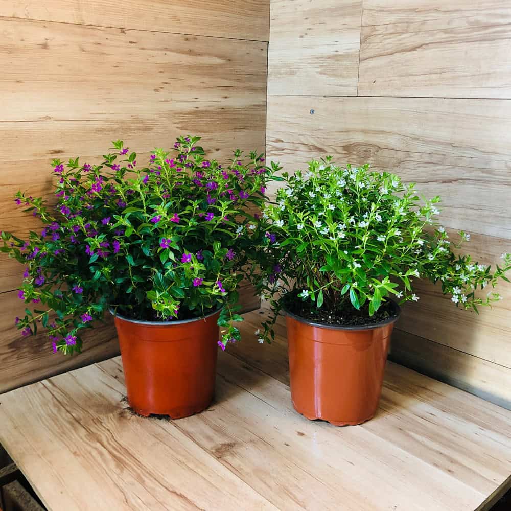 קופאה (גבנון) - עציץ 18 ס"מ