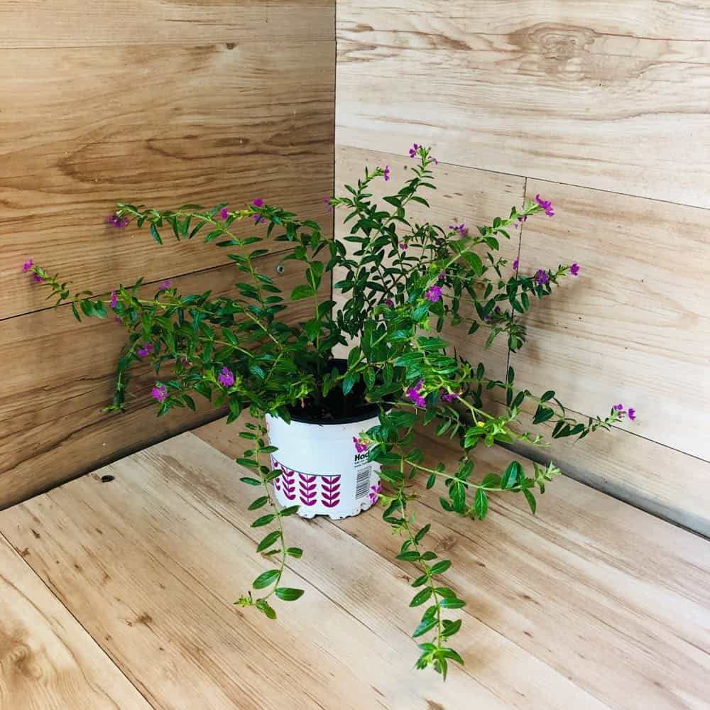 קופאה (גבנון)