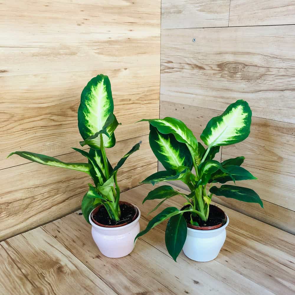 דיפנבכיה קמילה