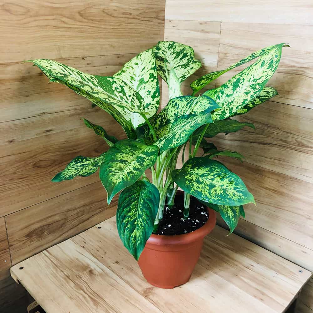 דיפנבכיה לינדה