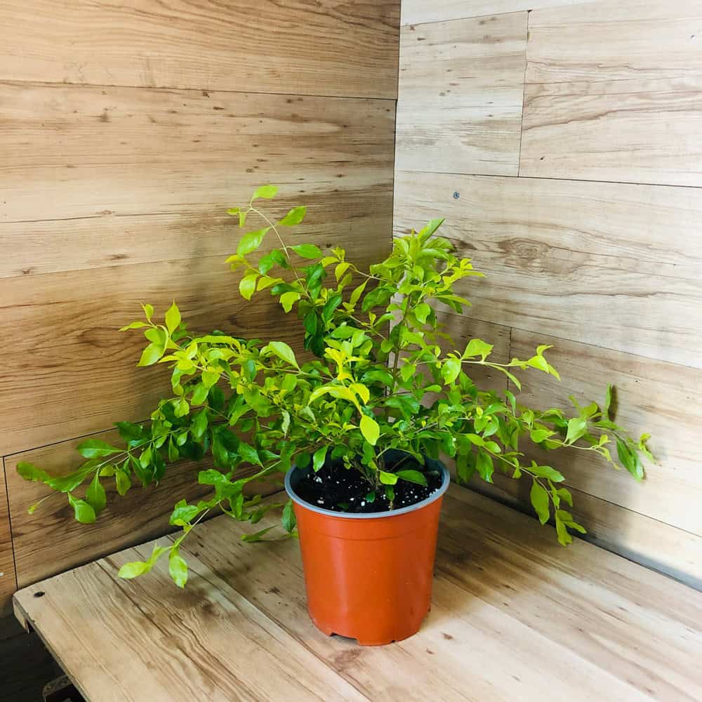 דורנטה תאילנדית