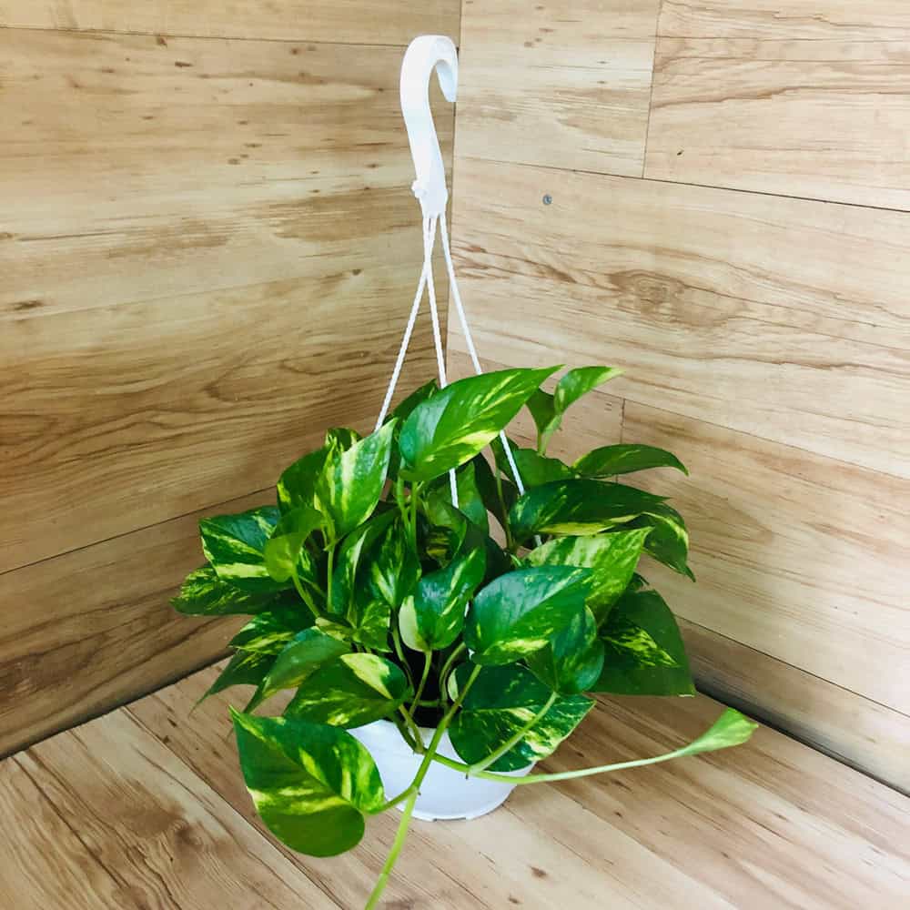 פוטוס לתלייה