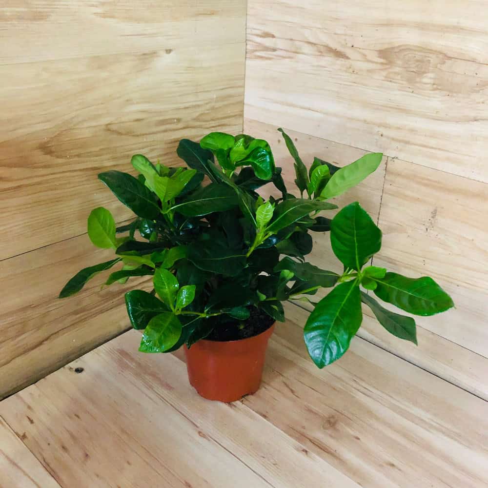 גרדניה יסמינית