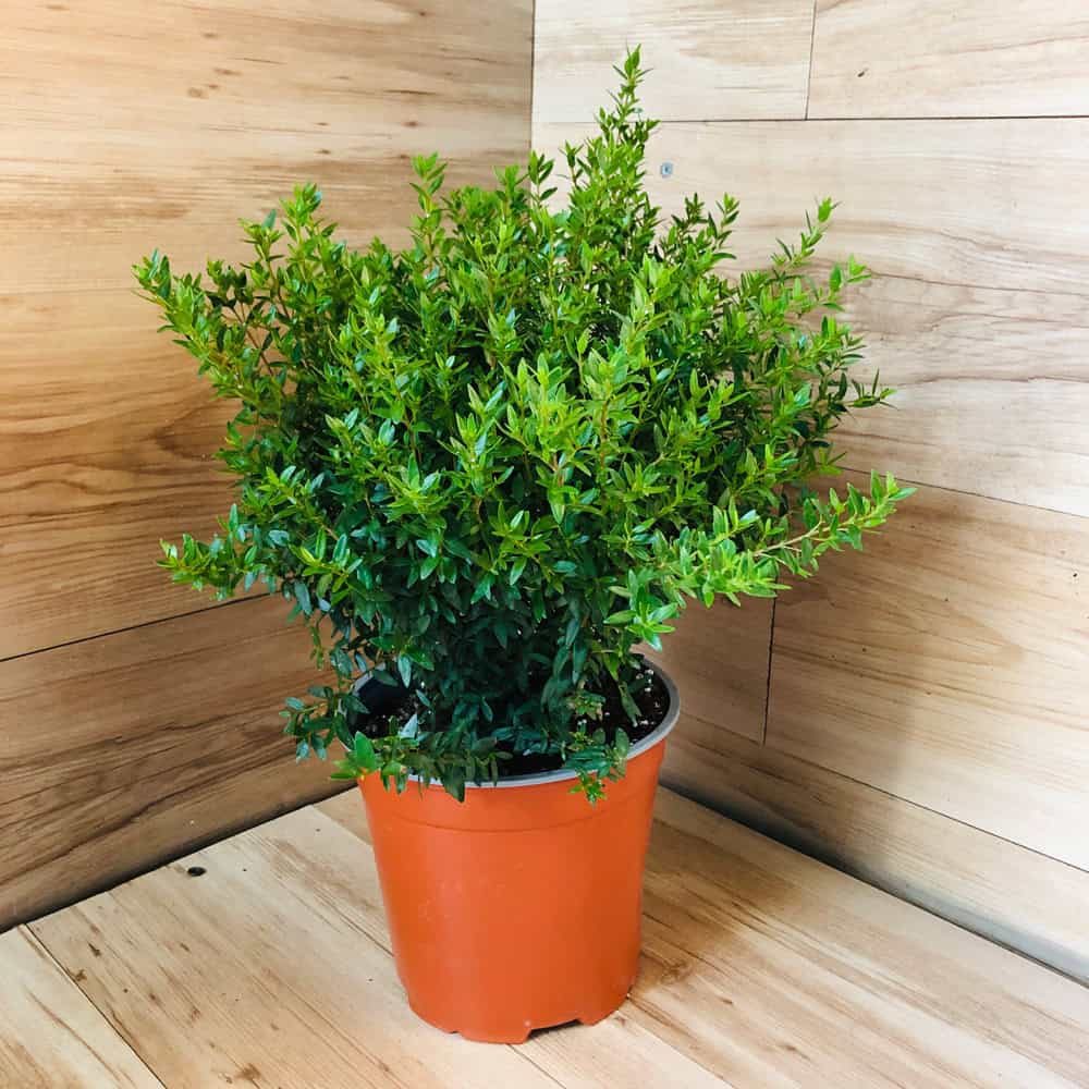 הדס - עציץ 18 ס"מ